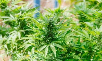 Root One Becomes First Storefront Dispensary in Santa Maria Valley