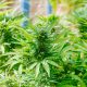 Root One Becomes First Storefront Dispensary in Santa Maria Valley