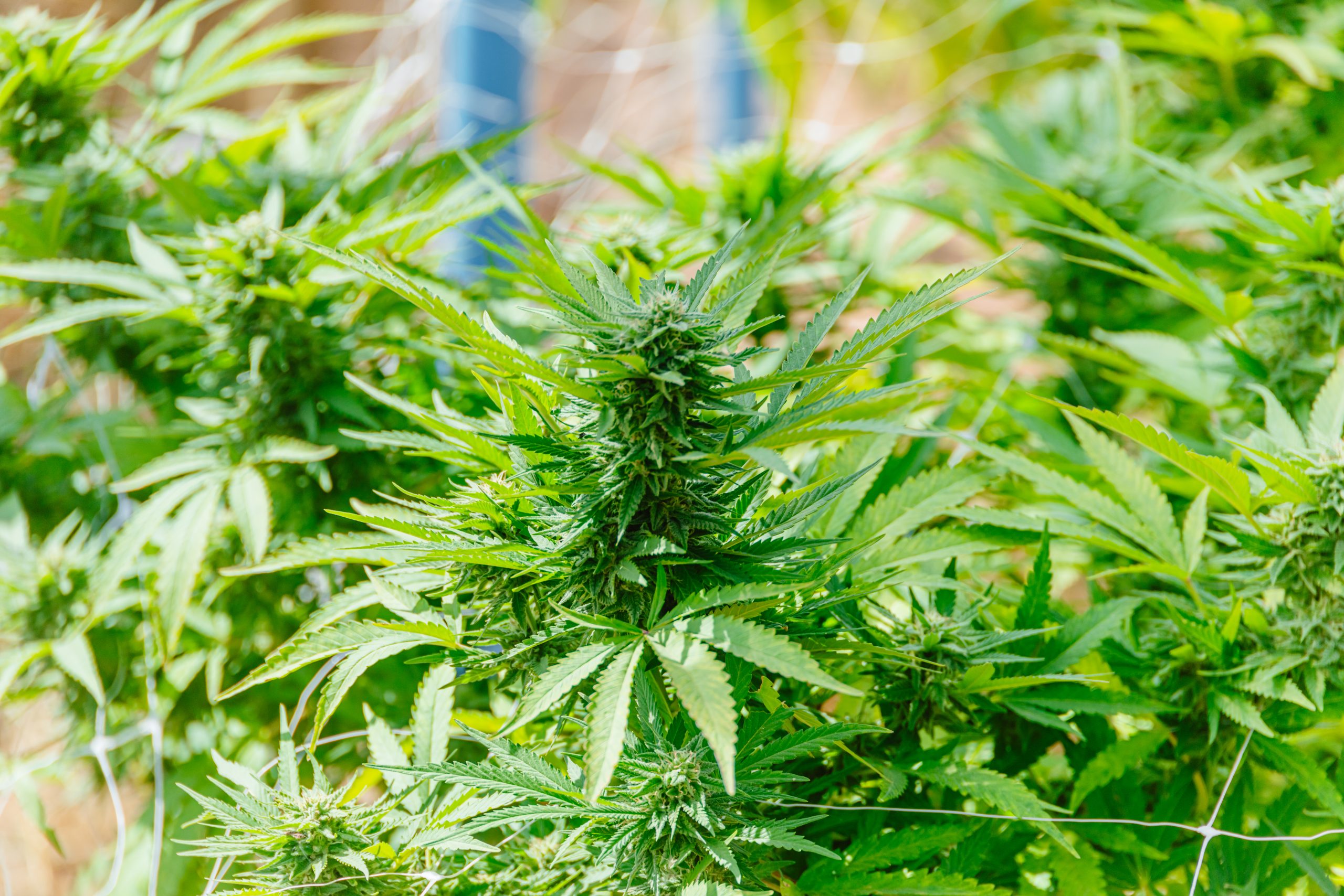 Root One Becomes First Storefront Dispensary in Santa Maria Valley