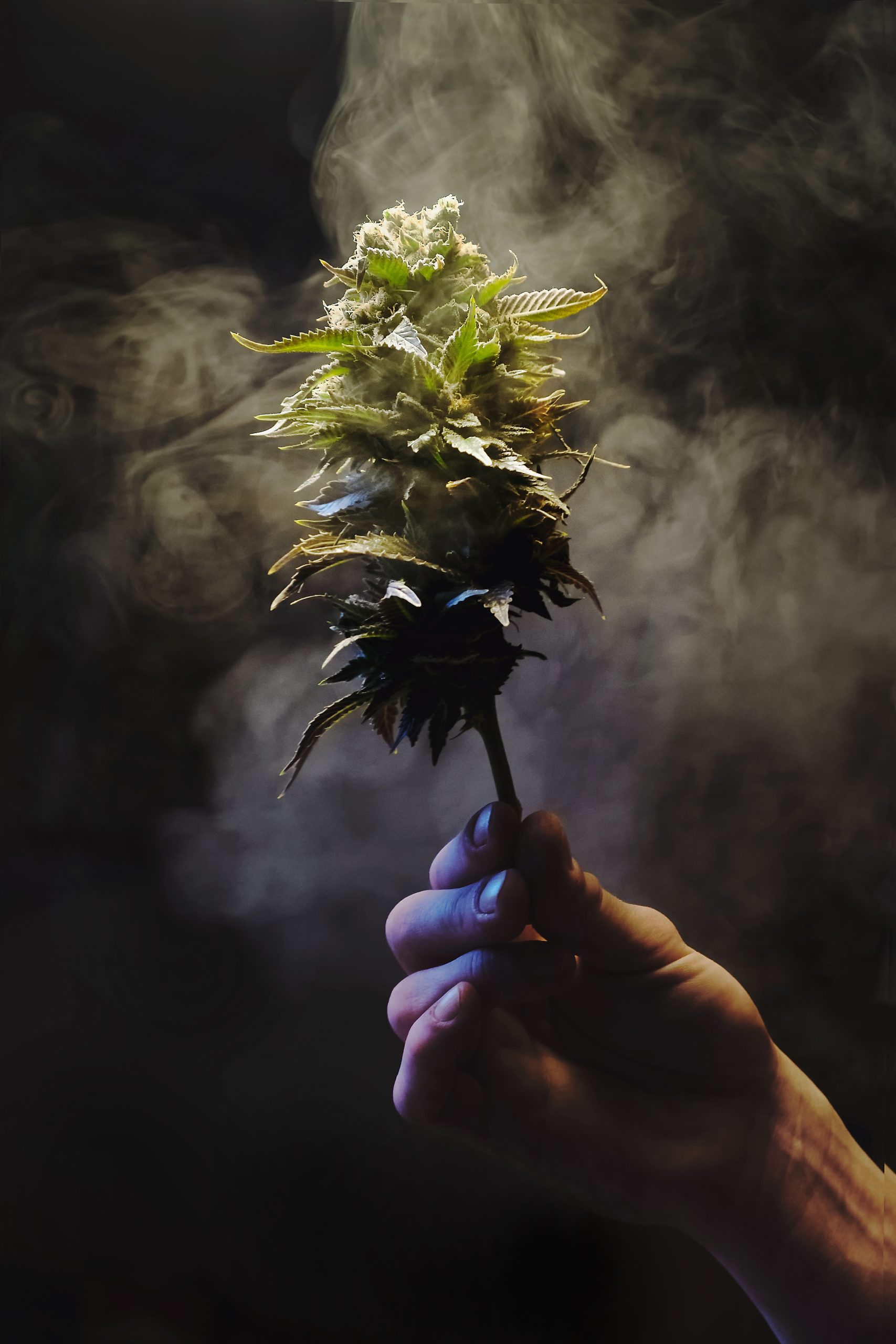 Rhode Island Finalizes Cannabis Rules