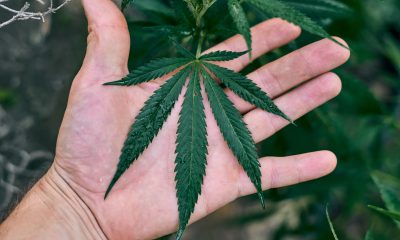 When Reporting on Cannabis Gets a Little Too Real