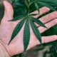 When Reporting on Cannabis Gets a Little Too Real