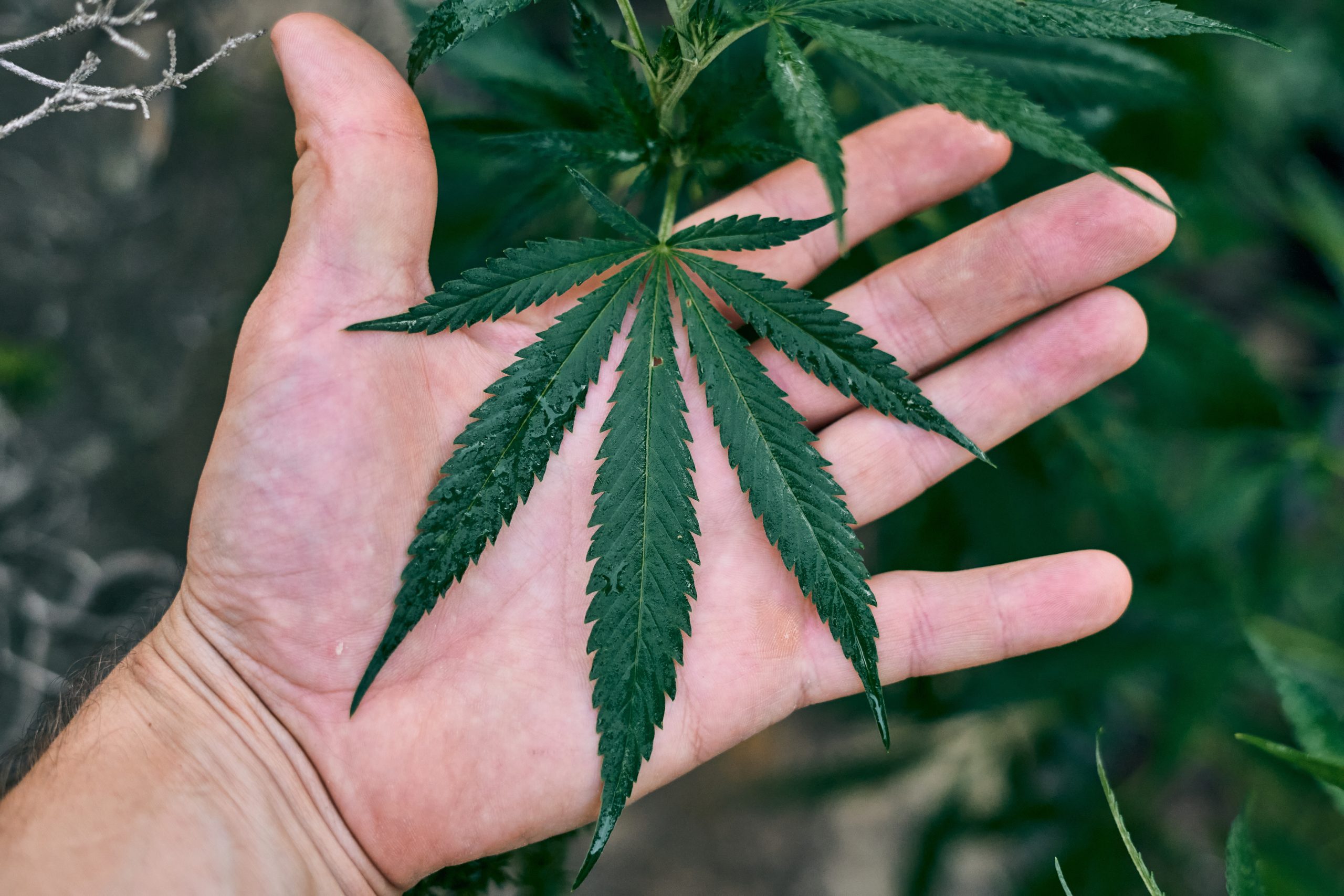 When Reporting on Cannabis Gets a Little Too Real