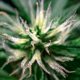 Ancillary Cannabis Stocks Continue to Lea