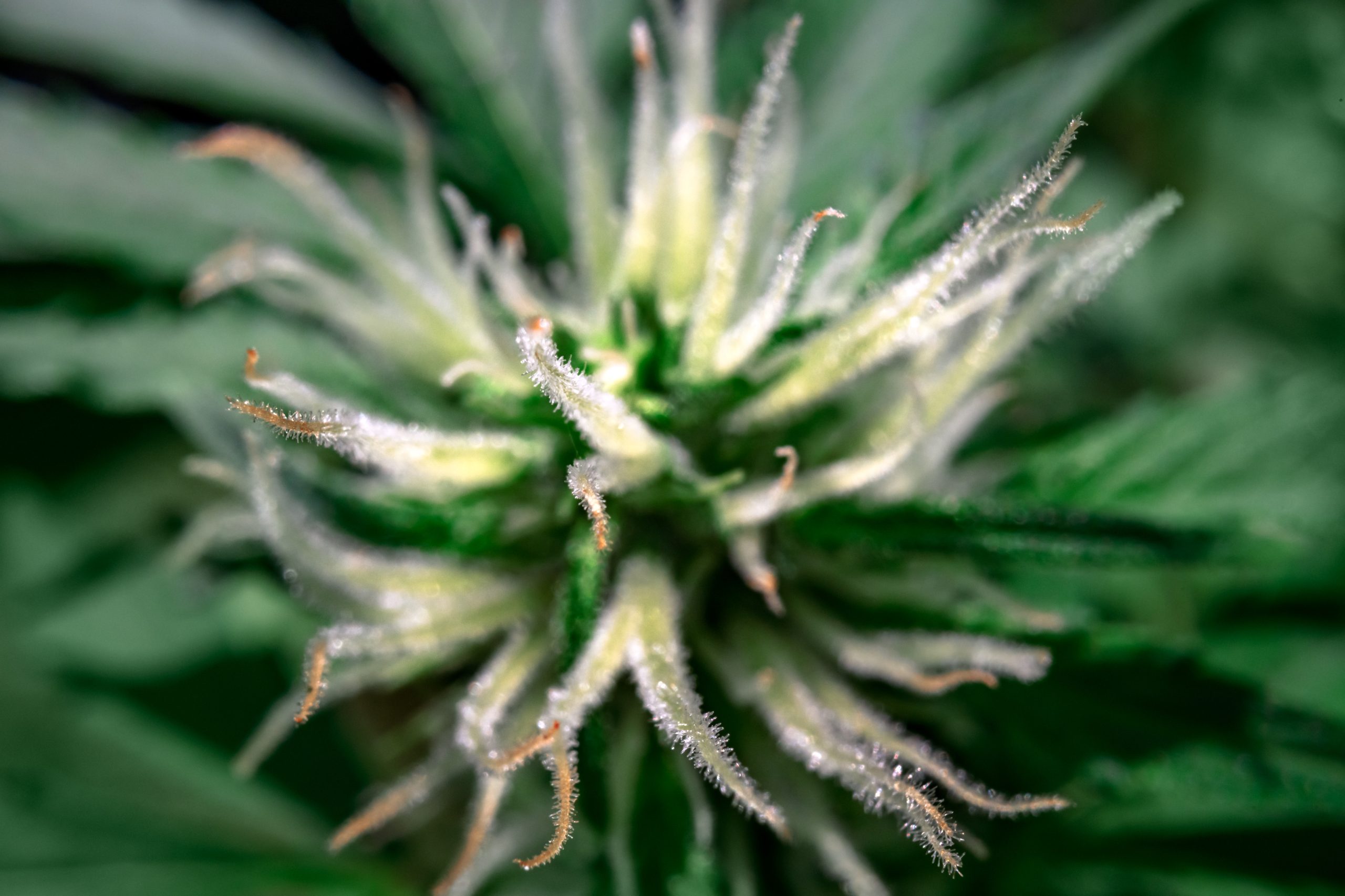 Ancillary Cannabis Stocks Continue to Lea