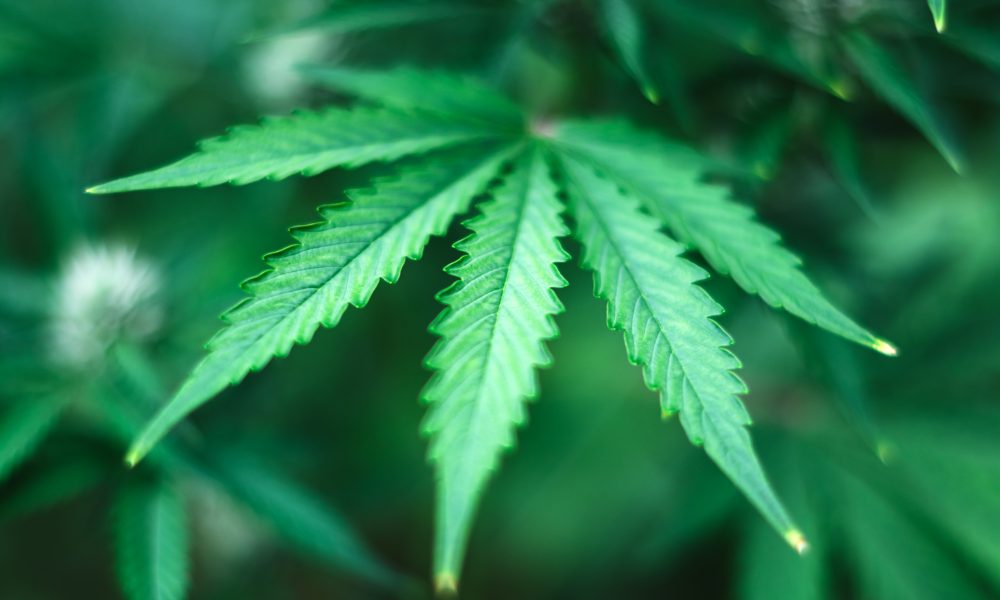 Minnesota Ordered to Reinstate Cannabis Equity Lottery