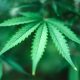 Minnesota Ordered to Reinstate Cannabis Equity Lottery