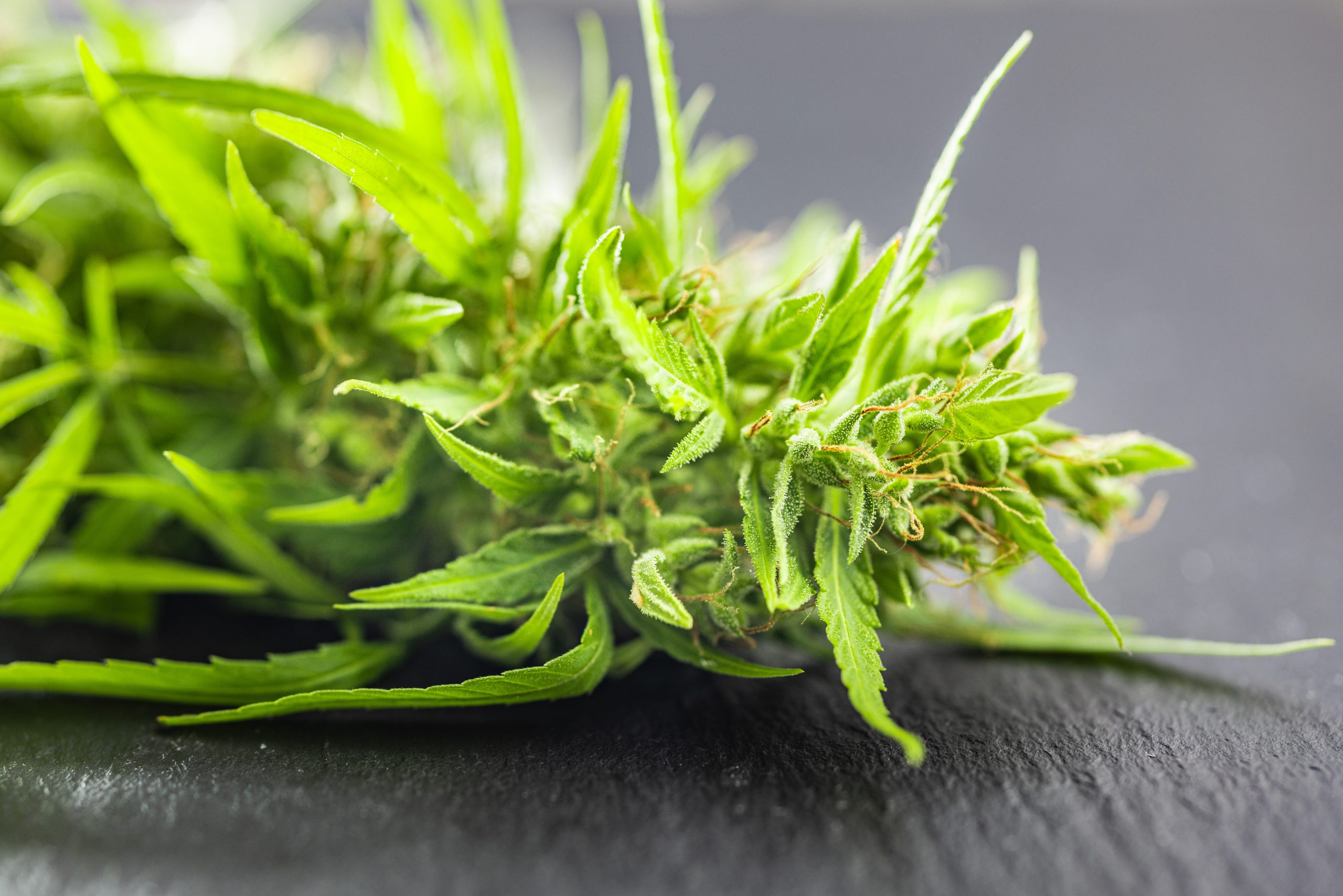 Best California Dispensaries