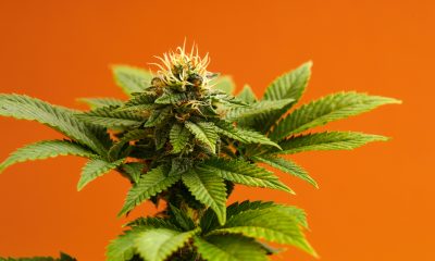 A Legacy in Cannabis Retail