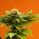 A Legacy in Cannabis Retail