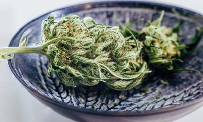Innovation in Cannabis: 3 Dispensaries in California You Need to Visit