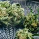 Medical marijuana