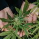 Snoop Dogg Launches SWED.com