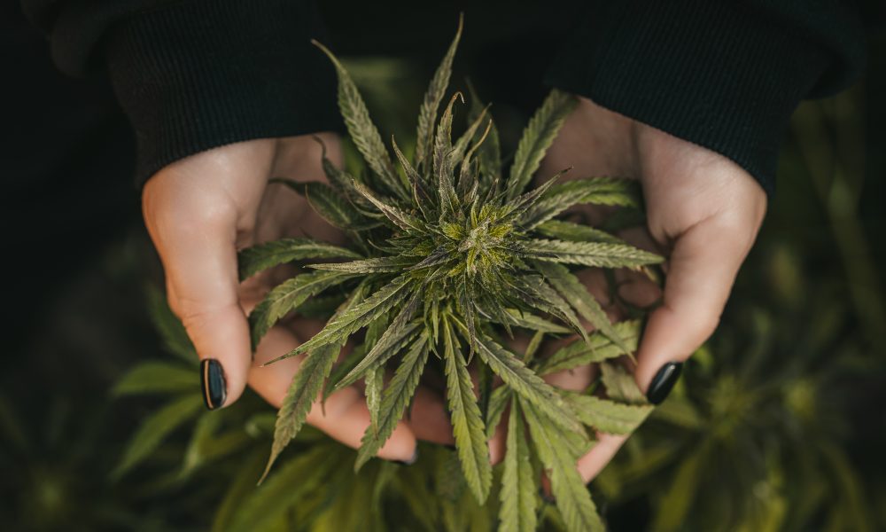 Elevate Cannabis Industry Expo 2024