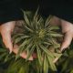 Elevate Cannabis Industry Expo 2024