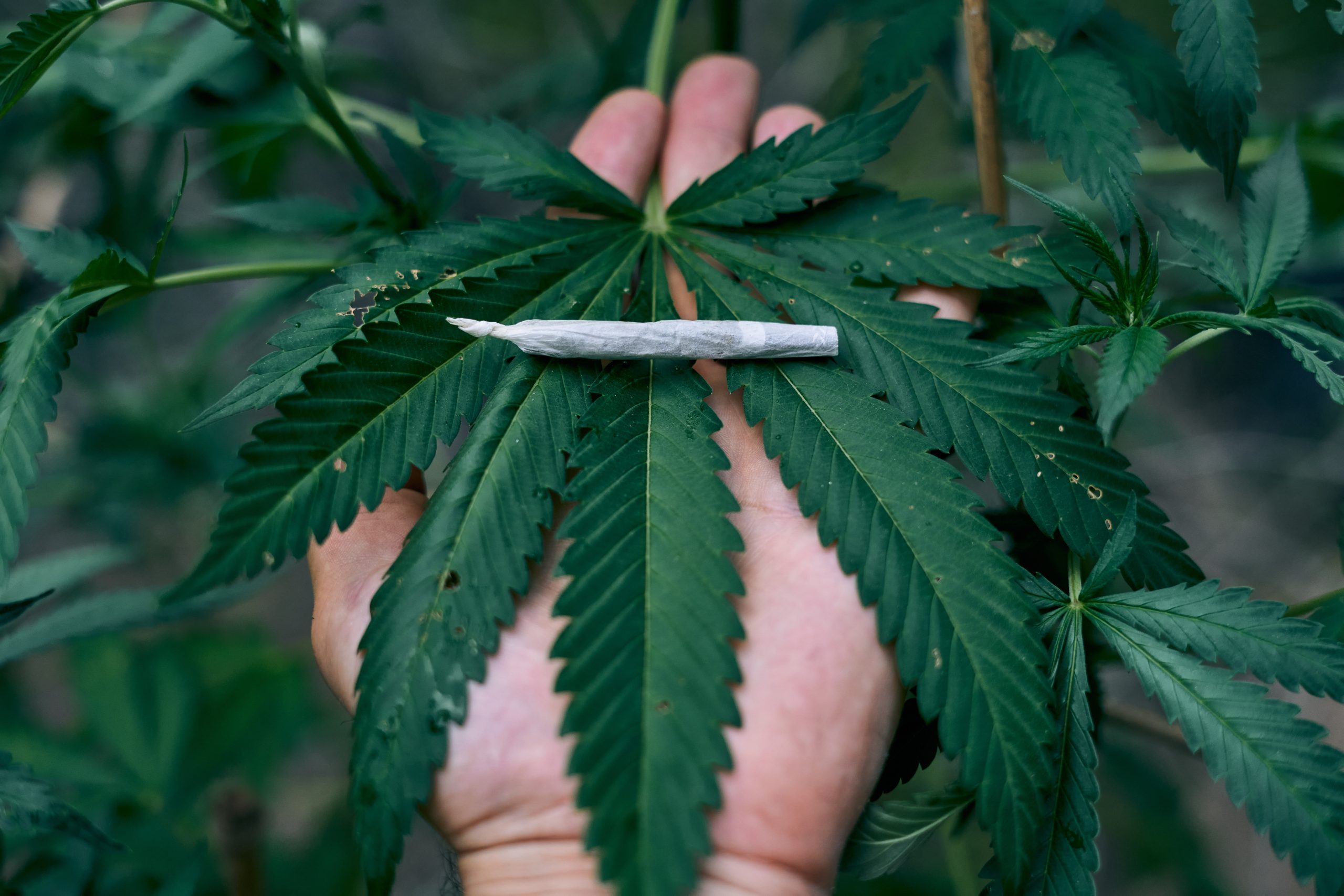 Dispensaries in New Mexico That Are Revolutionizing the Scene