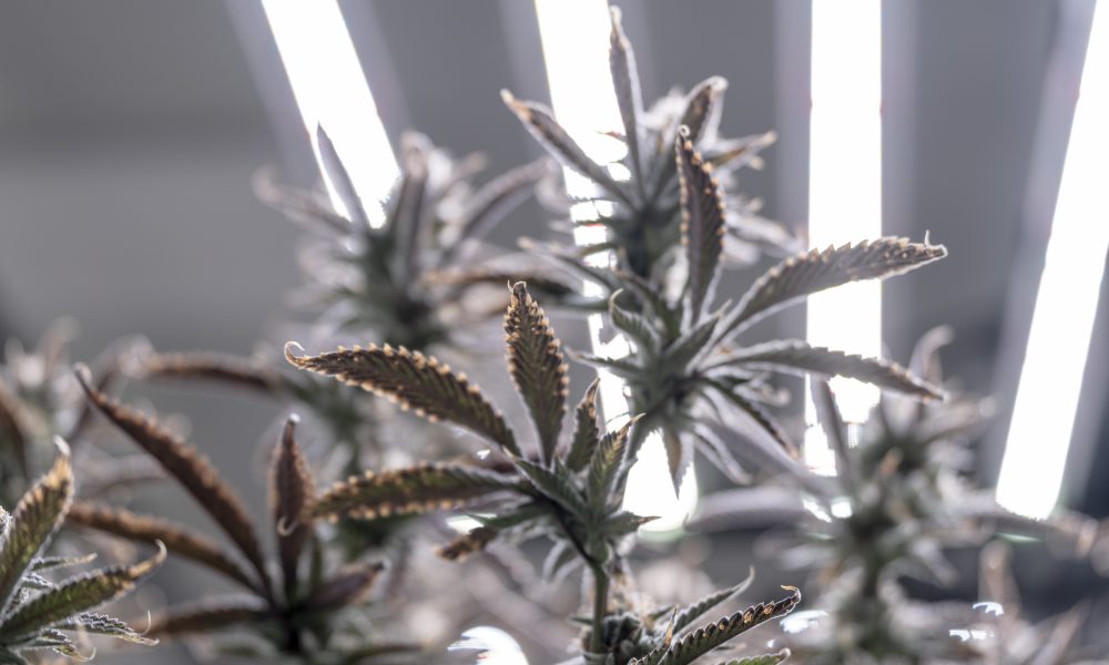 Trulieve Expands Arizona Footprint