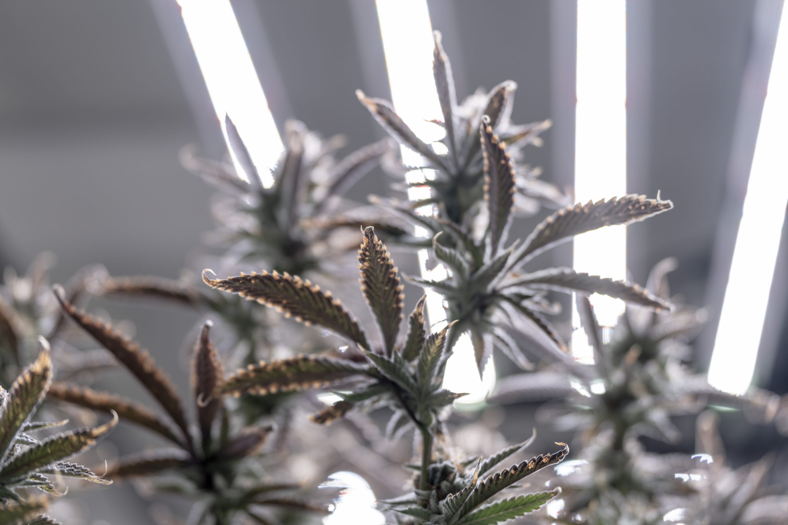 Trulieve Expands Arizona Footprint