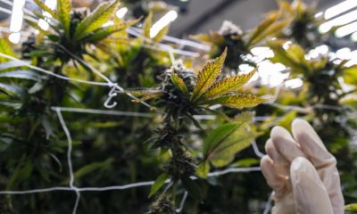 Must-See Dispensaries in California
