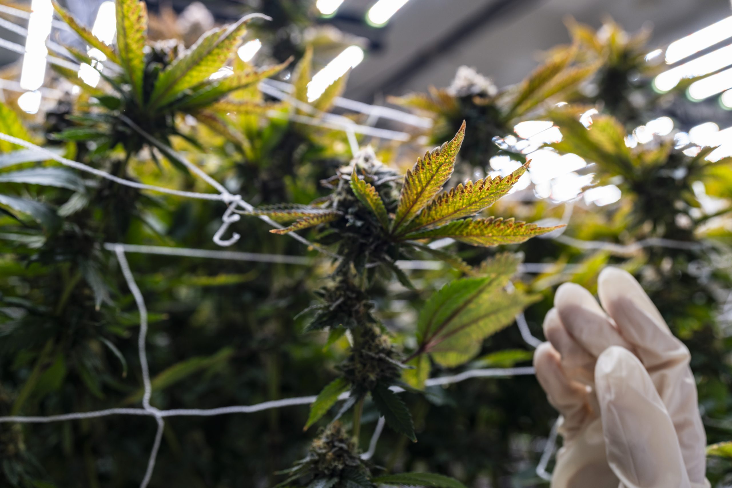 Must-See Dispensaries in California