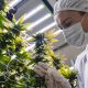 Why One Doctor Changed His Mind About Medical Marijuana