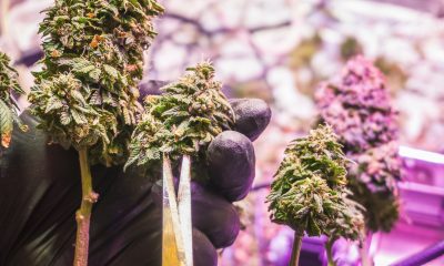 Dispensaries in Michigan Raising the Bar for Cannabis