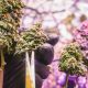 Dispensaries in Michigan Raising the Bar for Cannabis