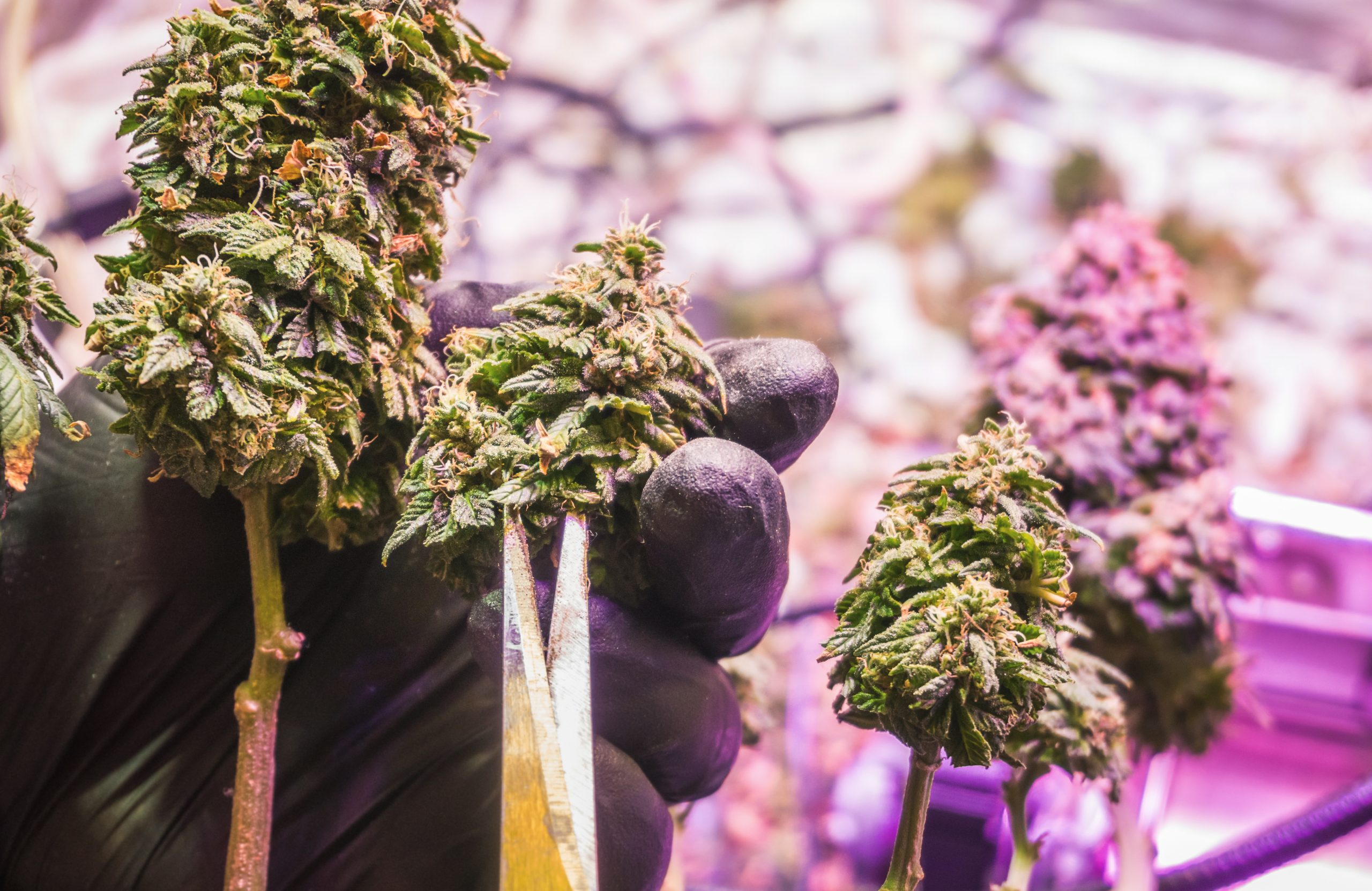 Dispensaries in Michigan Raising the Bar for Cannabis