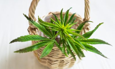 The Best Bongs of 2025