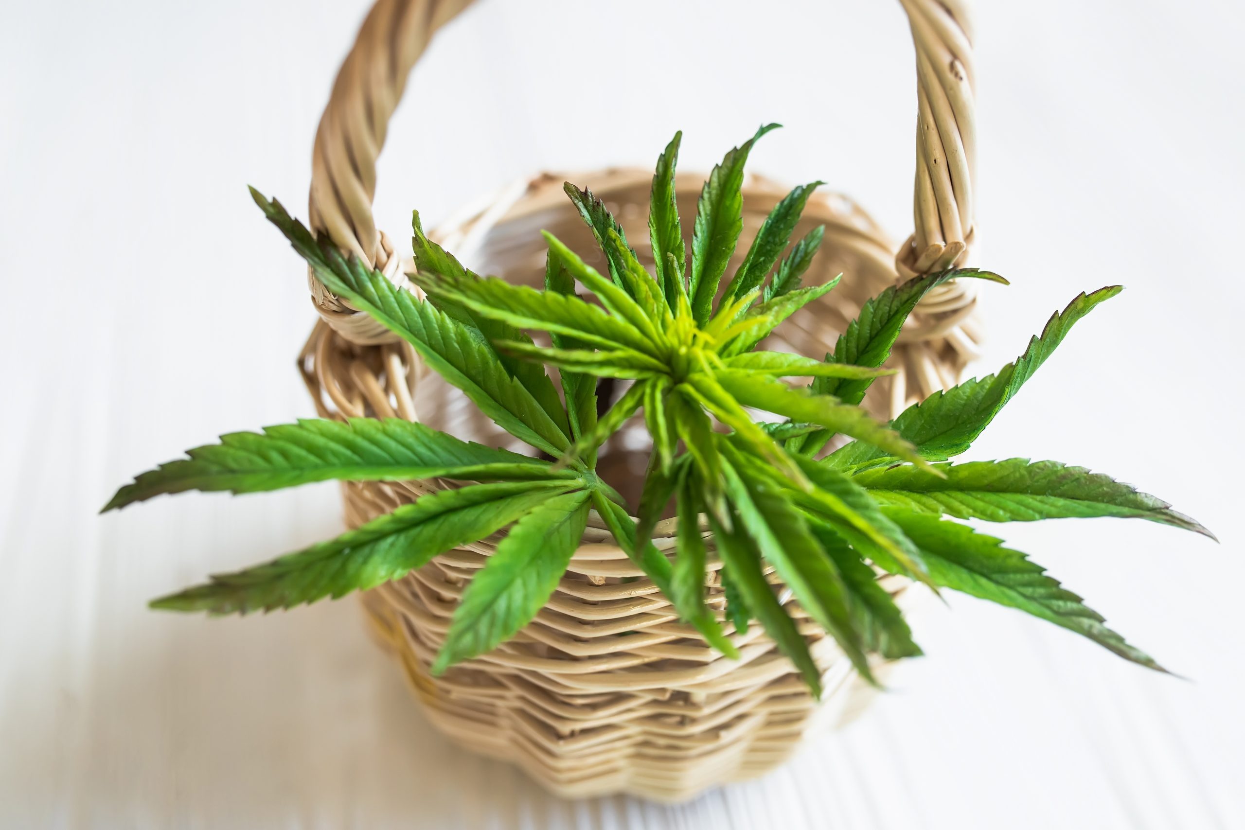 The Best Bongs of 2025
