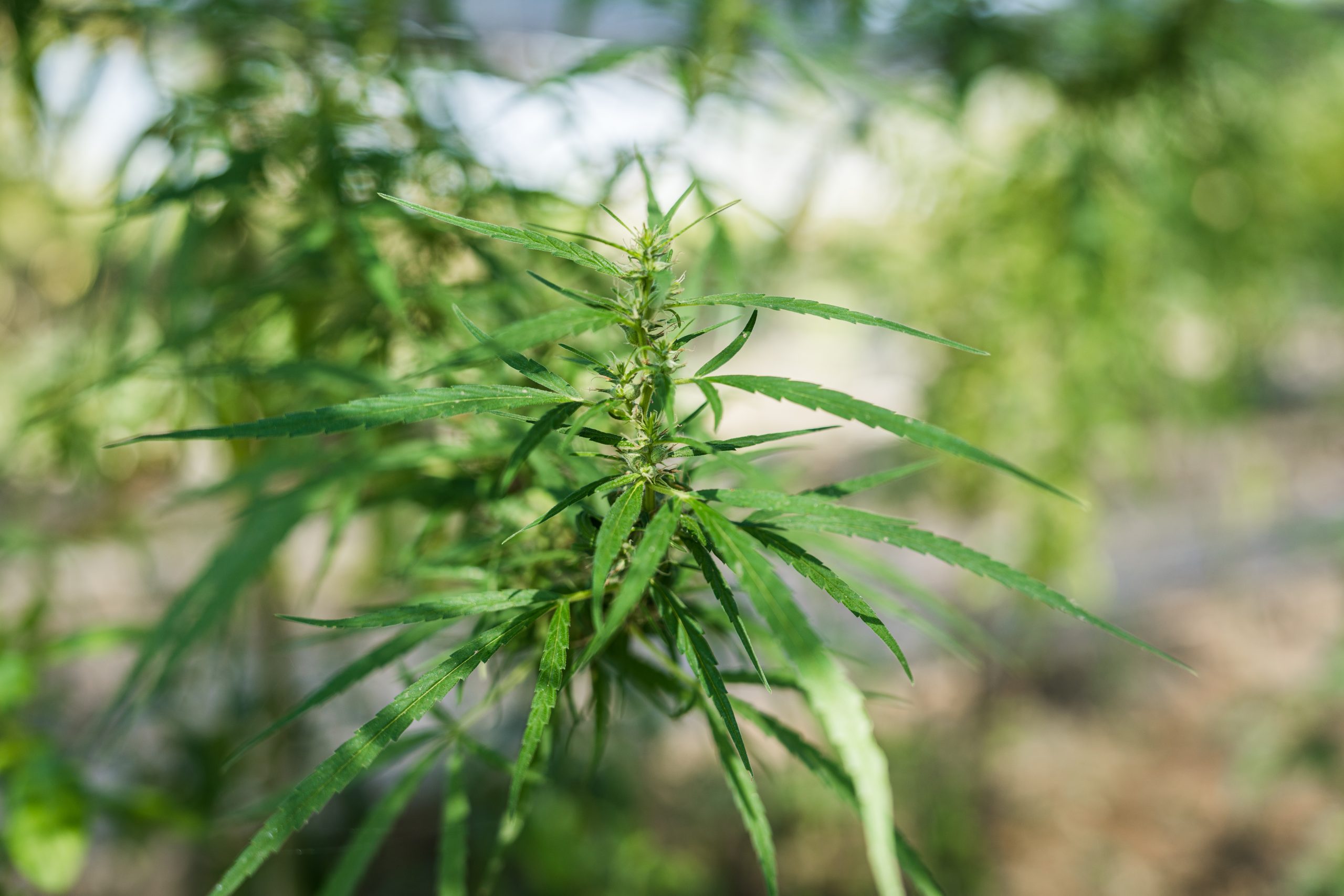 Dispensaries in California With Top-Shelf Weed